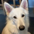 Sherlock Kurta Sherlock Kurta