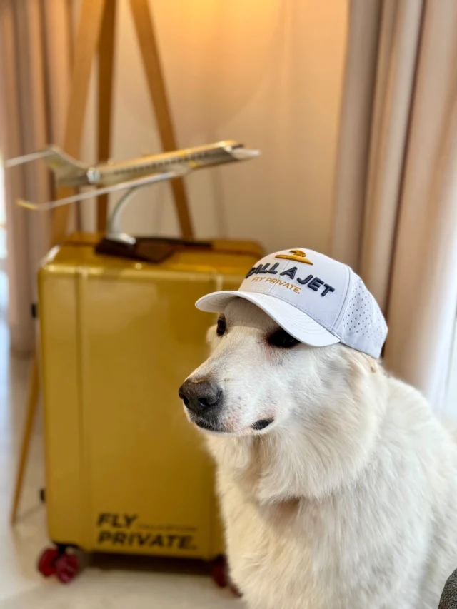 “When your travel buddy only flies private.
Because once you’ve experienced Call a Jet, there’s no going back.
#FlyPrivate #CallaJet #JetPet #LuxuryLifestyle #TravelInStyle”
